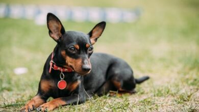 Cách nuôi chó con Minpin: Hướng dẫn chi tiết theo từng giai đoạn