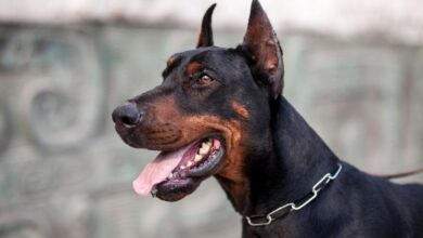 Cách bổ sung canxi cho chó Minpin: Bí quyết chăm sóc sức khỏe cho thú cưng