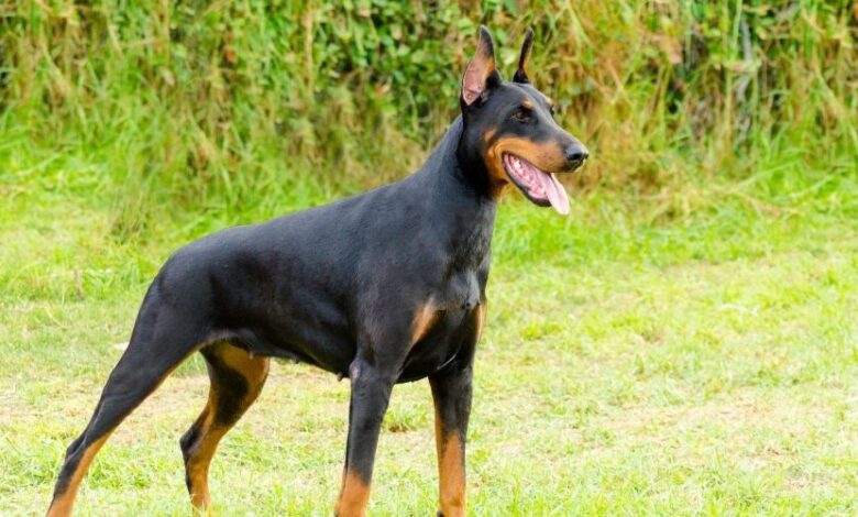 Chế Độ Dinh Dưỡng Cho Chó Minpin: Cách Chăm Sóc Sức Khỏe Cho Thú Cưng