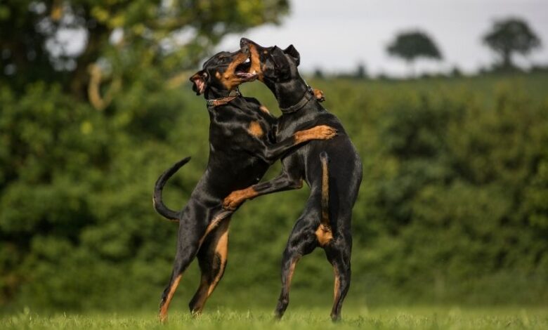 Cách chăm sóc chó Minpin từ 6 tháng trở lên: Bí quyết chăm sóc chó đúng cách