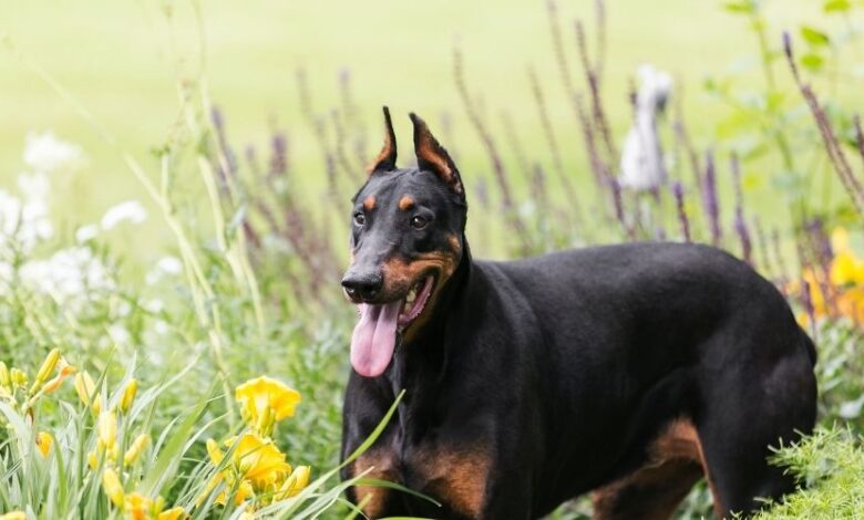 Cách chăm sóc lông cho chó Minpin: 10 Bí quyết hiệu quả