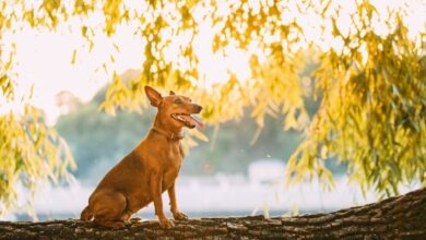 Chó Minpin: Kinh nghiệm nuôi và chăm sóc chó Minpin hiệu quả