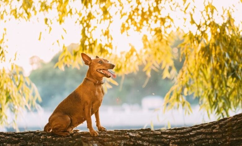 Chó Minpin: Kinh nghiệm nuôi và chăm sóc chó Minpin hiệu quả