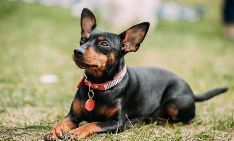 5 bước cách chăm sóc chó Minpin ít bị rối lông sau khi tắm xong